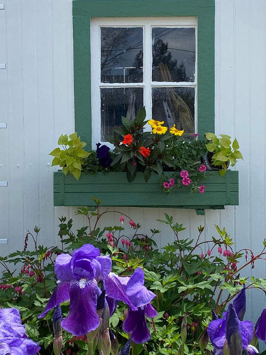 Lush Private Backyard